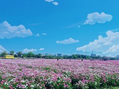 -径山花海