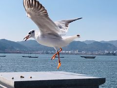-海埂大坝
