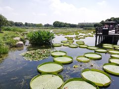 -荷塘月色湿地公园·向阳花洲