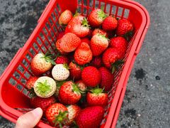 -建德果蔬乐园绪塘草莓基地