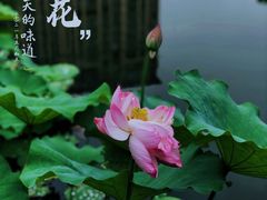 -陈家山荷花公园