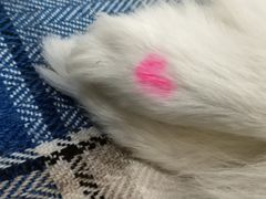 -豪客来牛排(成都锦江大融城店)