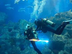 -芜湖新华联大白鲸海洋公园