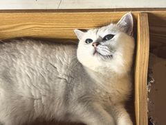 -是阿柴呀！柴犬咖啡·爱喵喵猫咖