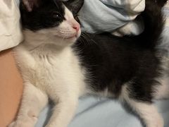 -佳雯宠物医院·皮肤科·内外科(春晓路分院)