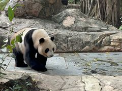 -广州长隆飞鸟乐园
