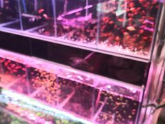 -曲阳花鸟市场(曲阳路店)