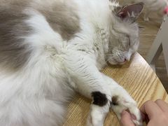 -李小姐の猫咖啡馆(五角场店)
