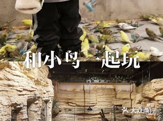 来这个可爱的室内动物园和小鸟一起玩