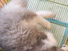 -Let's go狗咖·猫咖·奶狗·桌游(春熙路IFS店)