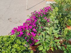 -中环花鸟鱼虫市场