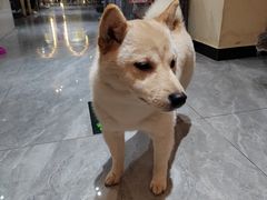 -猫小院猫主题餐厅(南锣旗舰店)