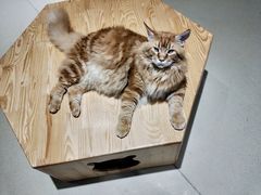 -藏猫猫咖啡主题馆(中央大道店)