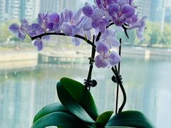 -珈境湖畔餐厅·湖北菜·江浙菜•樱花季(西北湖店)