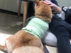 -逗柴咖啡屋·狗咖猫咖宠物桌游