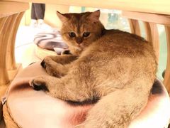 -飞行喵MR PILOT|猫舍·猫咖(静安大融城店)