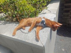 -上海崇明金茂凯悦酒店