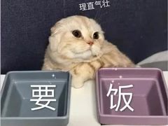 -机器人火炉披萨