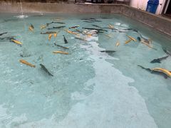 -向外鱼乐·土菜·虹鳟鱼