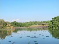 -大湾区中央湿地公园