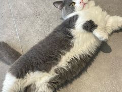-飞行喵MR PILOT|猫舍·猫咖(静安大融城店)
