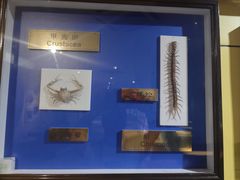 -上海昆虫博物馆