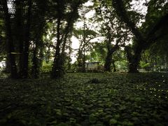 -中国科学院华南植物园