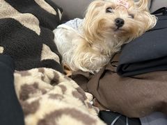 -FAELING PETS美天灵宠物(富力广场店)