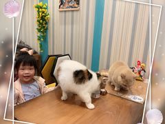 -猫小院猫主题咖啡厅(北锣店)
