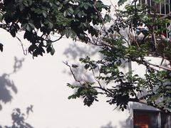 -蛇口市场
