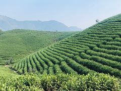 -帐篷客·溪龙茶谷度假酒店