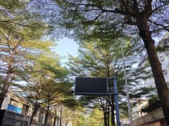 -长洲岛