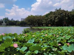-荔湾湖公园
