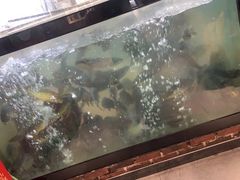 -肥鱼屯活鱼锅(惠工街店)