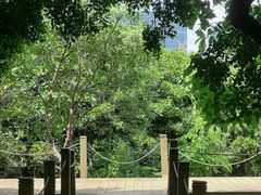 -华侨城湿地公园