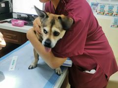 -美联众合动物医院·24h转诊中心