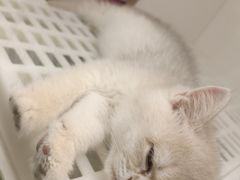 -lincat·猫舍(广州店)