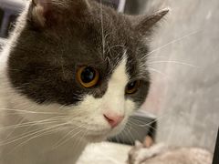 -猫儿山۰猫主题餐厅