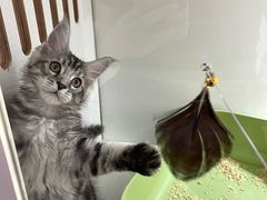 -青奢宠物·青奢猫舍