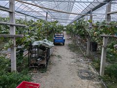 -马陆小张葡萄园农家乐