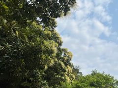 -梧桐山风景名胜区