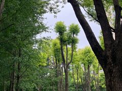 -西北湖绿化广场