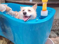 -汪说喵讲宠物乐园宠物酒店(红星美凯龙店)