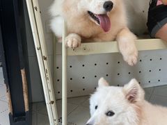 -毛绒耶耶撸宠馆·猫咖·狗咖·荷兰猪咖