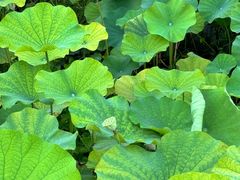 -泗洪洪泽湖湿地景区