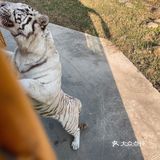 愉快的野生动物园之行[调皮]