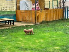 -趣玩宠物乐园寄养训犬训狗游泳池