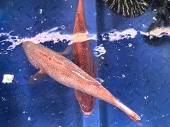 -蓝湾碧波·老字号·疍家非遗海上餐厅