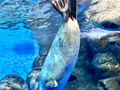 -上海海洋水族馆