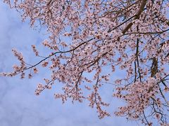 -桃花堤公园